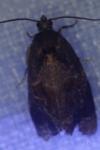 Ditula angustiorana