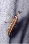 Pleurota aristella