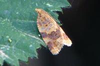 Epagoge grotiana