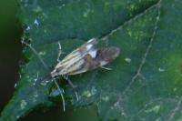 Alabonia geoffrella