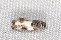 Gypsonoma sociana