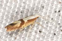 Argyresthia pruniella