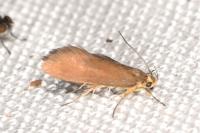 Crassa unitella