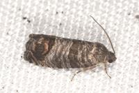 Cydia pomonella