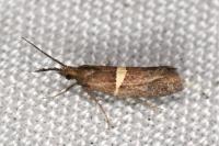 Eidophasia messingiella