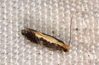 Monopis obviella