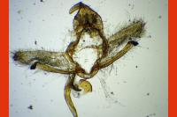 Cnephasia stephensiana