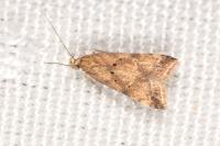 Brachmia blandella