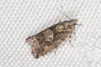 Zeiraphera isertana