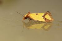 Agapeta zoegana