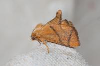 Apoda limacodes