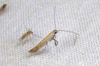 Aspilapteryx tringipennella