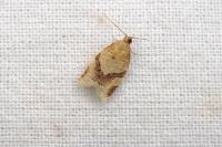 Clepsis consimilana