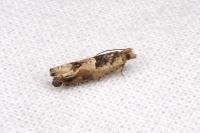 Crocidosema plebejana
