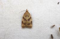 Sparganothis pilleriana