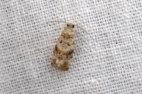 Lobesia botrana