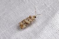Lobesia botrana