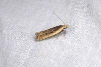 Nothris congressariella