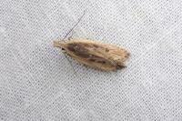 Nothris congressariella