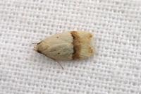 Odites kollarella