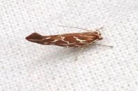 Pyroderces argyrogrammos