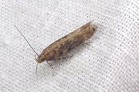 Scrobipalpa ocellatella