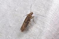 Scrobipalpa ocellatella