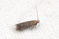 Stomopteryx
