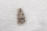 Symmoca signatella