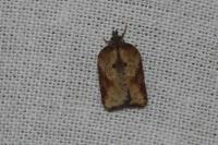 Acleris schalleriana