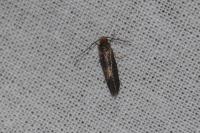 Cephimallota crassiflavella
