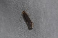 Cephimallota crassiflavella