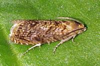 Grapholita lobarzewskii