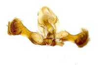Grapholita lobarzewskii