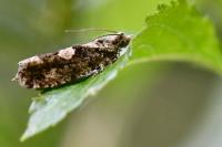 Zeiraphera isertana