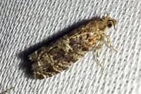 Epinotia nigricana