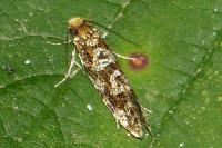 Triaxomera parasitella