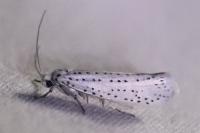 Yponomeuta evonymella