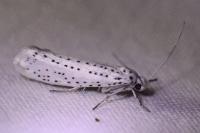 Yponomeuta evonymella