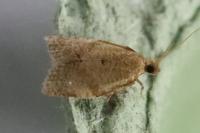Clepsis consimilana