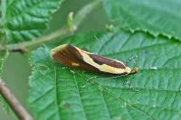 Harpella forficella