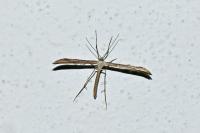 Emmelina monodactyla