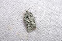 Acleris literana