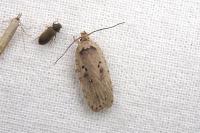 Agonopterix yeatiana