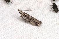 Anarsia innoxiella