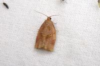 Archips rosana