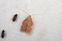 Carcina quercana