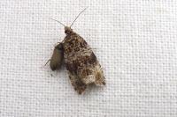 Celypha lacunana