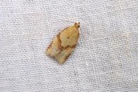 Clepsis consimilana