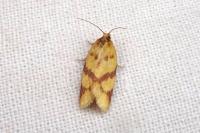 Clepsis pallidana